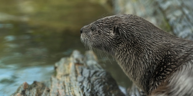 Closeup Shot of an Otter Gazing at a River – Free Stock Photo, Download for Free