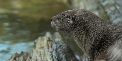 Closeup Shot of an Otter Gazing at a River – Free Stock Photo, Download for Free