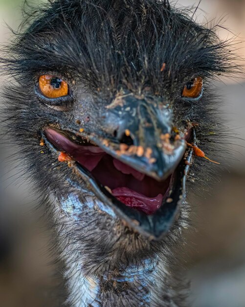 An Ostrich with a Beak Full of Feathers – Free Stock Photo for Download