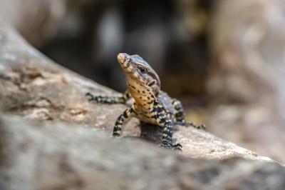 Colorful Reptile Sitting on Rock – Free Download