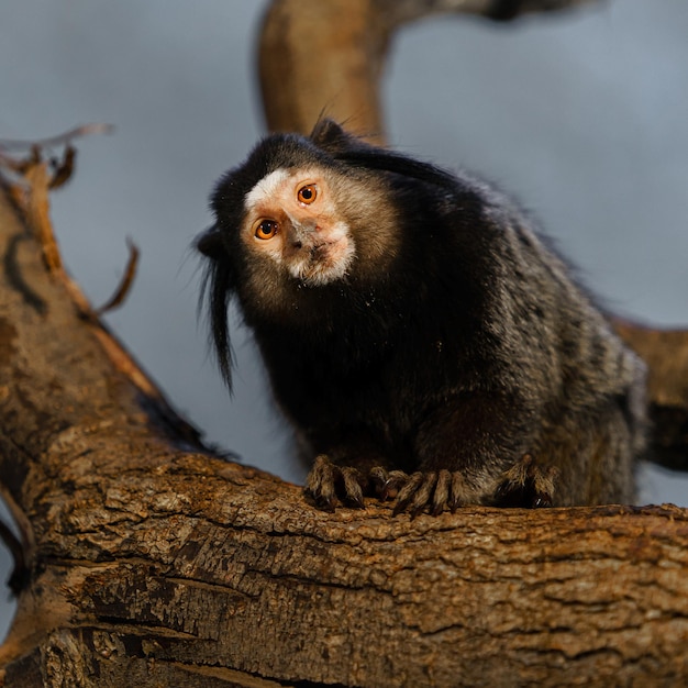 Blacktufted Marmoset – Free Stock Photo for Download