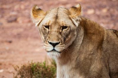 Close-Up of Lion in Durban, South Africa – Free Download