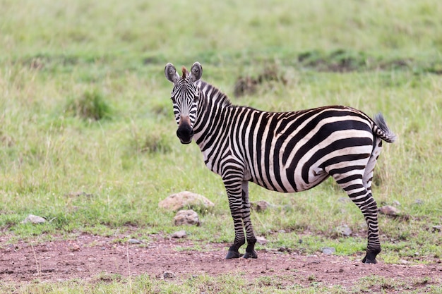 A Zebra Family Grazing in the Savanna With Other Animals – Free Stock Photo, Download Free