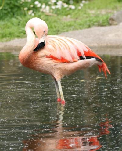 Flamingo Preening in Pond – Free Stock Photo for Download