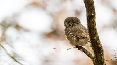 Eurasian Pygmy Owl (Glaucidium passerinum) Perched on a Branch – Free Download