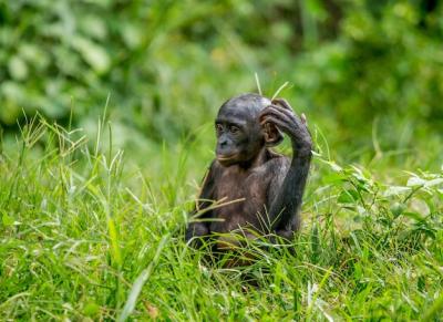 Bonobo Baby Sitting on Grass – Free Download