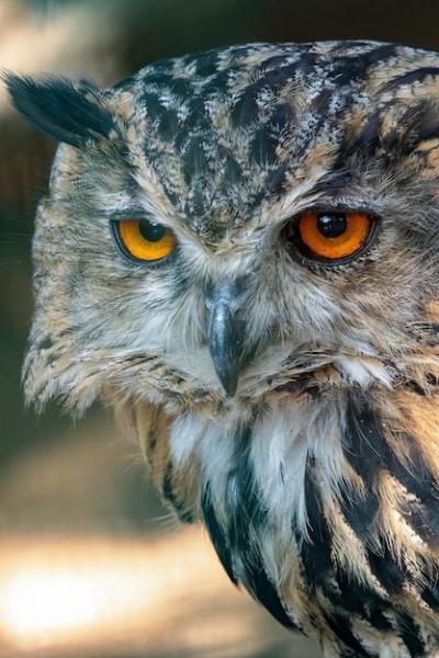 Close-Up of a Tawny Owl Strix Aluco – Free Download