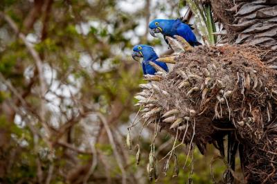 Hyacinth Macaw on a Palm Tree in Its Natural Habitat – Free Download