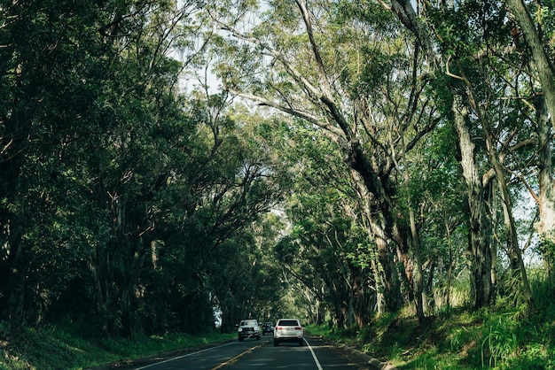 Highway through a Lush Tropical Forest in Kauai, Hawaii – Free Stock Photo for Download