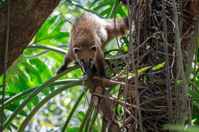 Coati Nasua Nasua – Free Stock Photo, Download Free