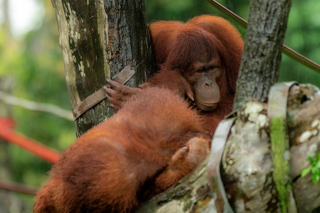 Orangutans Mother and Baby on Platform Seeking Shelter from Rain – Free Download