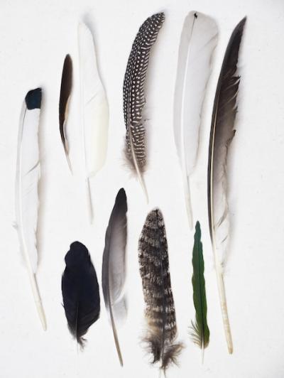 Variety of Feathers – Free Download