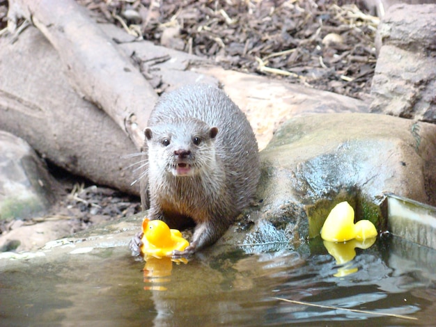 Otter with Rubber Duck – Free Stock Photo for Download