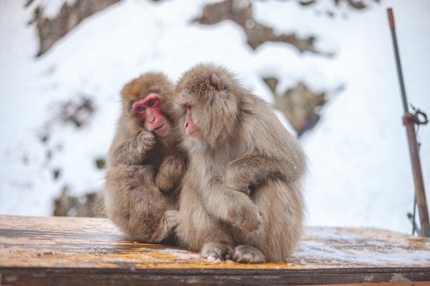 Furry Monkeys Playing in the Snow – Free Stock Photo for Download