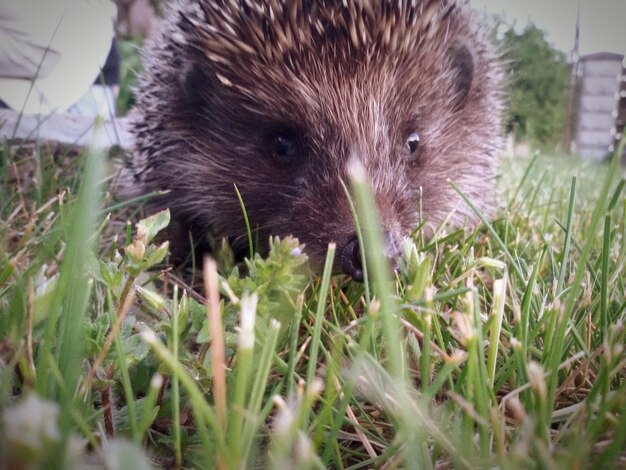 Close-up of Hedgehog – Free Stock Photo, Download for Free