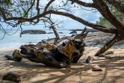 Branches of a Tree on the Beach at Cape Tribulation, Cairns, Australia – Free Download