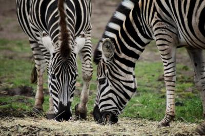 Zebras in a Natural Habitat – Free Stock Photo for Download