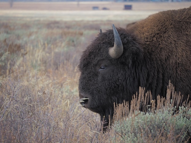 Close-up of Bison on Field – Free Download for Stock Photos