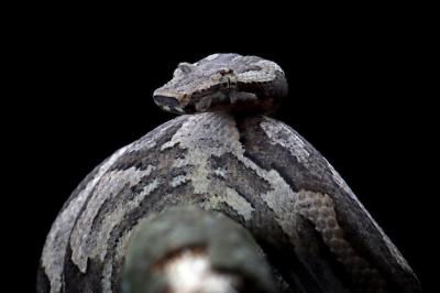 Candoia Ground Boa Snake (Candoia carinata) Closeup on Black Background – Free Download