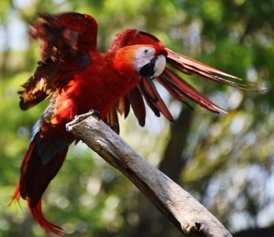 Bird Perching on a Branch – Free to Download