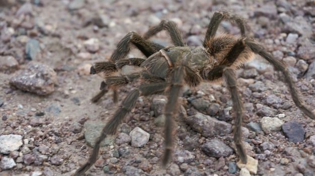 Tarantula Spider in Its Natural Habitat – Free Download