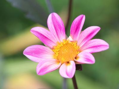 Beautiful Pink Flower Blooming in the Garden – Free to Download