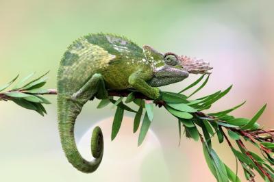 Chameleon Fischer Closeup on Tree – Free Download