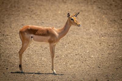 Female Common Impala: Staring and Casting Shadows – Free Stock Photo for Download