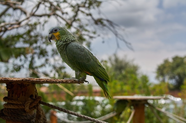 Closeup View of a Southern Mealy Amazon – Free Download