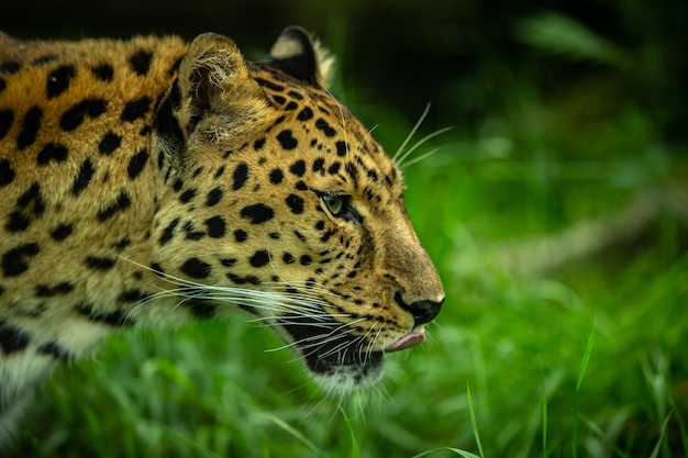 Amur Leopard Resting in Natural Habitat – Free Stock Photo for Download