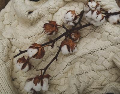 Cotton Flowers on Wooden Table – Free to Download Stock Photo