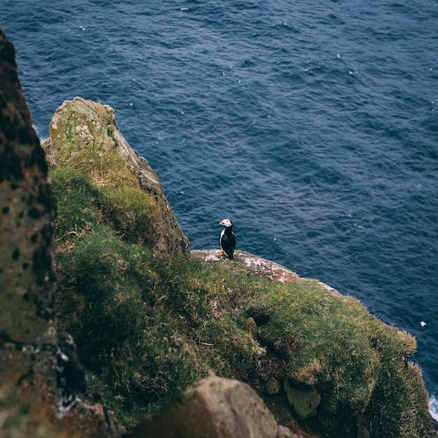 Aerial Shot of a Bird on a Rock in the Ocean – Free Download