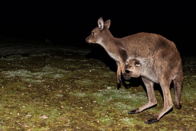 Wild Kangaroo Portrait at Night – Free to Download