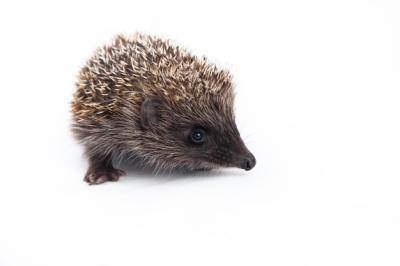 European Hedgehog Erinaceus europaeus – Common Hedgehog Free Download