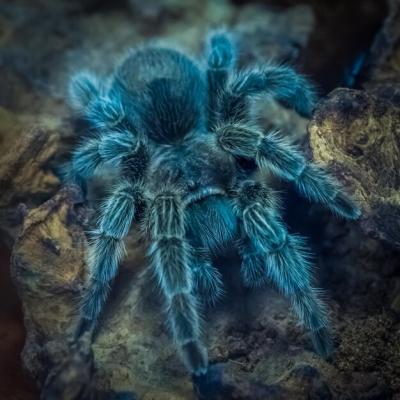 Close-up of Spider – Free Stock Photo, Download for Free