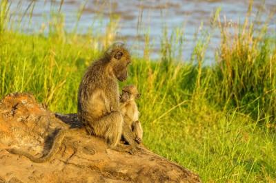 Baby Baboon and Mother at the Olifants River – Free Stock Photo Download