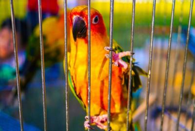 Close-up of Parrot Perching on Flower – Free Stock Photo for Download