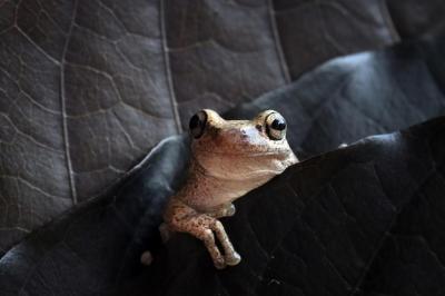 Litoria Rubella Tree Frog on Purple Leaf – Free Stock Photo, Download Free