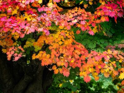 Japanese Maple (Acer palmatum) Showcasing Stunning Autumn Colours – Free Download