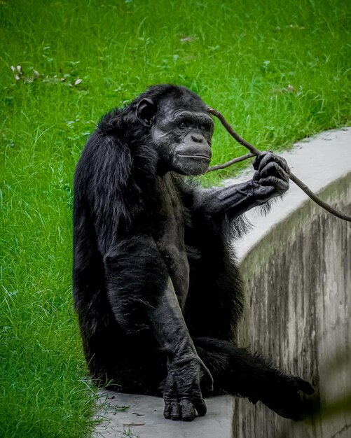 Portrait of a Gorilla Sitting â Free Download for Stock Photo