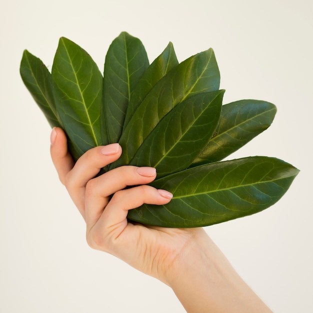 Hand Holding a Leaf – Free Stock Photo for Download