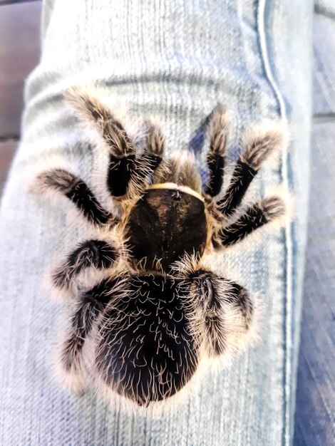 Stunning Spider Tarantula Images for Free Download