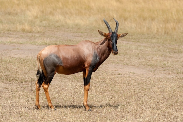 Topi Antelope (Damaliscus lunatus) in Kenya’s Masai Mara Reserve – Free Stock Photo Download