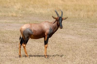 Topi Antelope (Damaliscus lunatus) in Kenya’s Masai Mara Reserve – Free Stock Photo Download