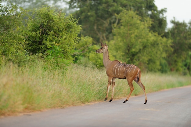 Beautiful Deer on a Road Surrounded by Grass-Covered Fields and Trees – Free Download