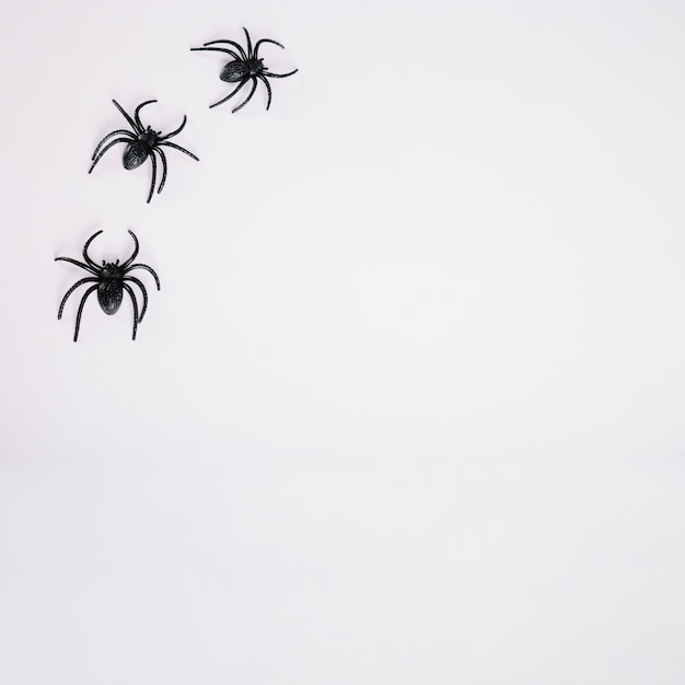 Black Spiders on White Background â Free Stock Photo, Download Free