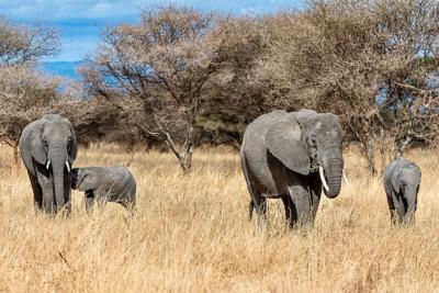 Group of Elephants Walking on Dry Grass in the Wilderness – Free Download