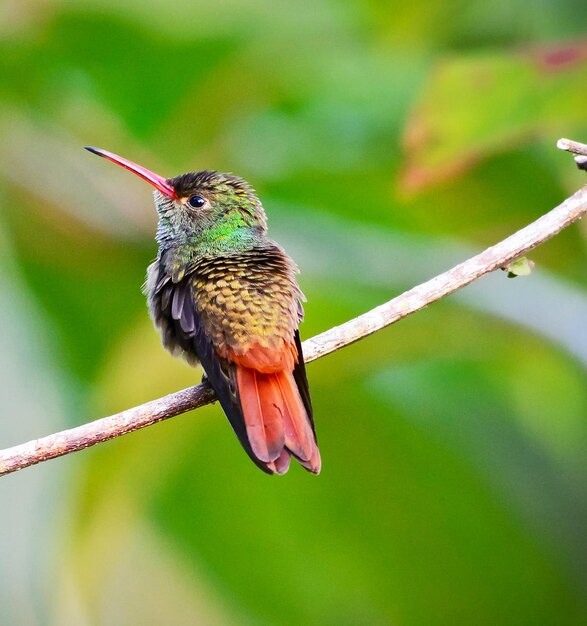 Bird on Branch – Free Stock Photo for Download