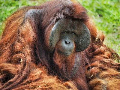 Close-up of Orangutan – Free Stock Photo for Download