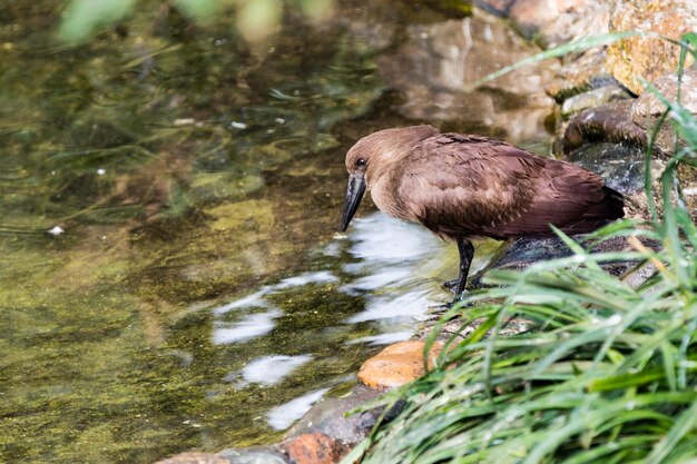 High Angle View of a Bird by Pond – Free Stock Photo for Download